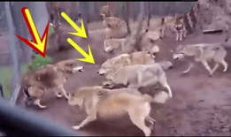 狼视频,揭秘狼族生存智慧与神秘生活